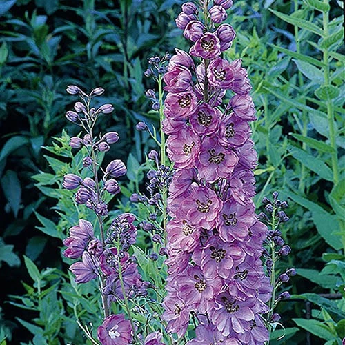 Delphinium Collection 6 Delphinium Collection - Image 4