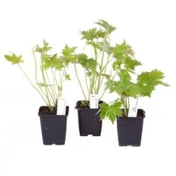 Delphinium Collection 13 Delphinium Collection -Garden Plants Sales 560252 5