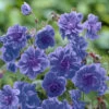 Geranium Himalayense 'Plenum' ('Birch Double') -Garden Plants Sales 560454