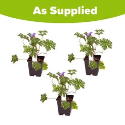 Geranium Himalayense 'Plenum' ('Birch Double') -Garden Plants Sales 560454 2