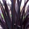 Phormium 'Black Adder' 1 Phormium 'Black Adder' -Garden Plants Sales 560481