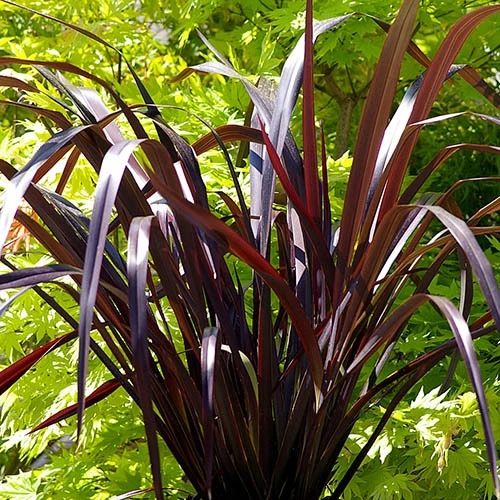 Phormium 'Black Adder' 4 Phormium 'Black Adder' - Image 2
