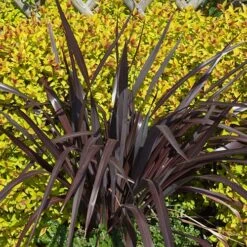 Phormium 'Black Adder' 13 Phormium 'Black Adder' -Garden Plants Sales 560481 2