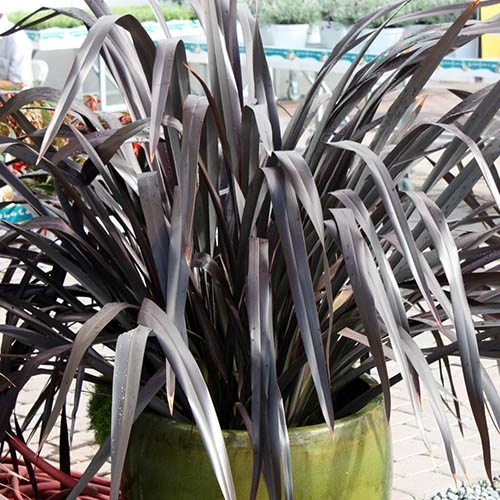 Phormium 'Black Adder' 6 Phormium 'Black Adder' - Image 4