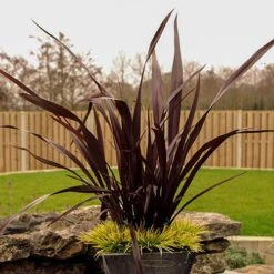 Phormium 'Black Adder' 15 Phormium 'Black Adder' -Garden Plants Sales 560481 4