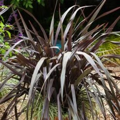 Phormium 'Black Adder' 16 Phormium 'Black Adder' -Garden Plants Sales 560481 5