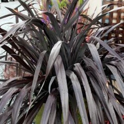 Phormium 'Black Adder' 17 Phormium 'Black Adder' -Garden Plants Sales 560481 6