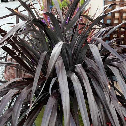 Phormium 'Black Adder' 9 Phormium 'Black Adder' - Image 7