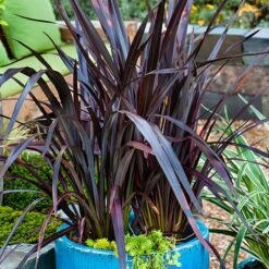 Phormium 'Black Adder' 18 Phormium 'Black Adder' -Garden Plants Sales 560481 7