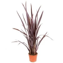 Phormium 'Black Adder' 19 Phormium 'Black Adder' -Garden Plants Sales 560481 8