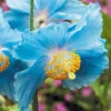 Blue Himalayan Poppy 2 Blue Himalayan Poppy -Garden Plants Sales 560486