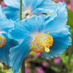Blue Himalayan Poppy