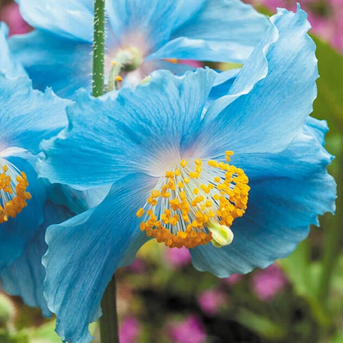 Blue Himalayan Poppy 3 Blue Himalayan Poppy