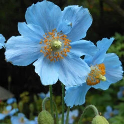 Blue Himalayan Poppy 8 Blue Himalayan Poppy -Garden Plants Sales 560486 2