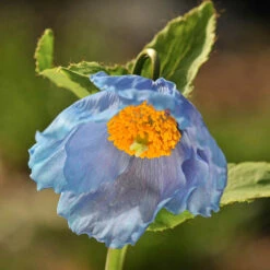 Blue Himalayan Poppy 9 Blue Himalayan Poppy -Garden Plants Sales 560486 3