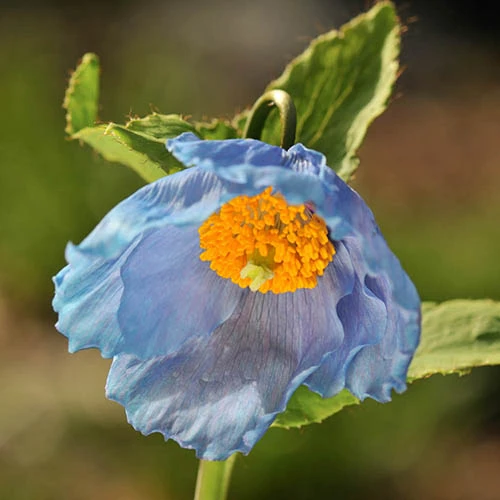 Blue Himalayan Poppy 6 Blue Himalayan Poppy - Image 4