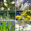 Pond Plant Collection -Garden Plants Sales 560559