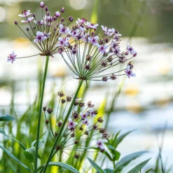 Pond Plant Collection -Garden Plants Sales 560559 2