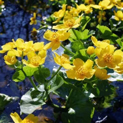 Pond Plant Collection -Garden Plants Sales 560559 4