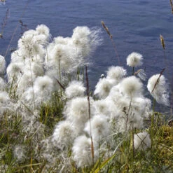 Pond Plant Collection -Garden Plants Sales 560559 6