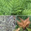 Colourful Hardy Fern Collection -Garden Plants Sales 560578