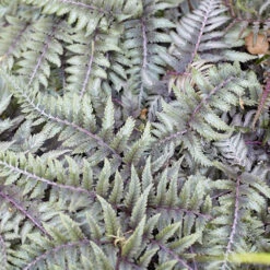 Colourful Hardy Fern Collection -Garden Plants Sales 560578 1