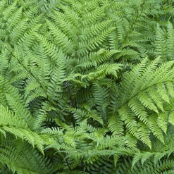 Colourful Hardy Fern Collection -Garden Plants Sales 560578 3