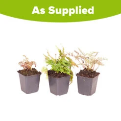 Colourful Hardy Fern Collection -Garden Plants Sales 560578 4