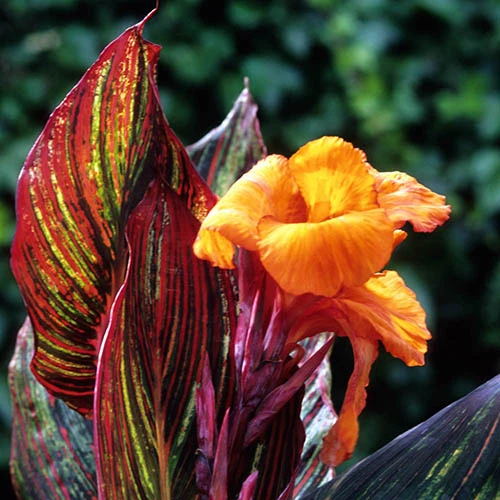 Canna 'Tropicanna' 9cm 3 Canna 'Tropicanna' 9cm