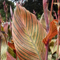 Canna 'Tropicanna' 9cm 10 Canna 'Tropicanna' 9cm -Garden Plants Sales 560606 1
