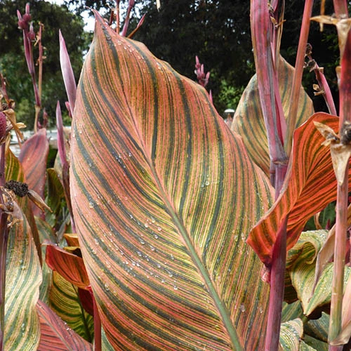 Canna 'Tropicanna' 9cm 4 Canna 'Tropicanna' 9cm - Image 2