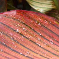 Canna 'Tropicanna' 9cm 12 Canna 'Tropicanna' 9cm -Garden Plants Sales 560606 3