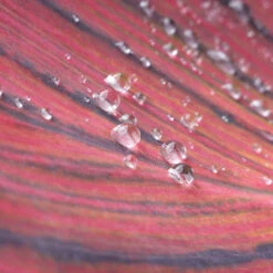 Canna 'Tropicanna' 9cm 14 Canna 'Tropicanna' 9cm -Garden Plants Sales 560606 5