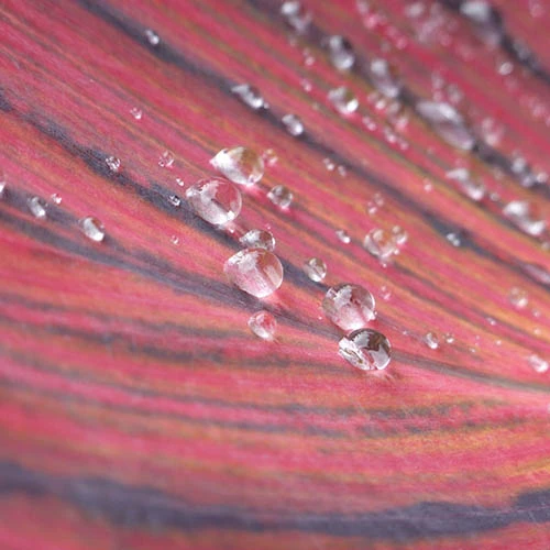 Canna 'Tropicanna' 9cm 8 Canna 'Tropicanna' 9cm - Image 6