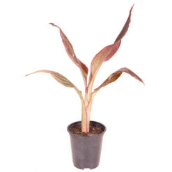 Canna 'Tropicanna' 9cm 15 Canna 'Tropicanna' 9cm -Garden Plants Sales 560606 6