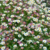 Erigeron Karvinskianus 'Profusion' Mexican Fleabane -Garden Plants Sales 560640