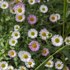 Erigeron Karvinskianus 'Profusion' Mexican Fleabane -Garden Plants Sales 560640 2