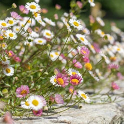 Erigeron Karvinskianus 'Profusion' Mexican Fleabane -Garden Plants Sales 560640 3