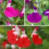 Salvia 'Lips' Collection -Garden Plants Sales 560668