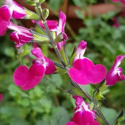 Salvia 'Lips' Collection -Garden Plants Sales 560668 3