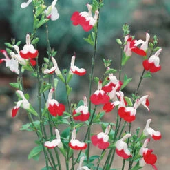 Salvia 'Lips' Collection -Garden Plants Sales 560668 4