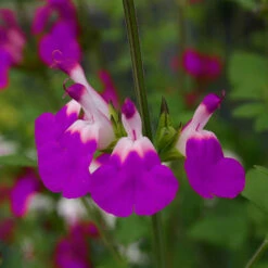 Salvia 'Lips' Collection -Garden Plants Sales 560668 5