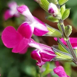 Salvia 'Lips' Collection -Garden Plants Sales 560668 6