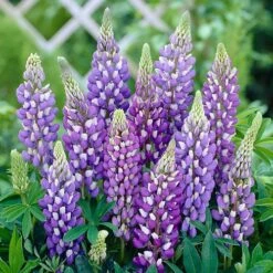 Hardy Lupin 'Gallery' Series -Garden Plants Sales 560709 3