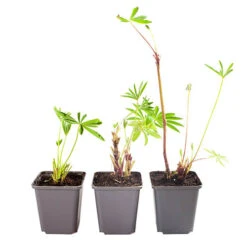 Hardy Lupin 'Gallery' Series -Garden Plants Sales 560709 4