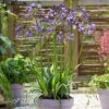 Agapanthus 'Poppin Purple' -Garden Plants Sales 560829