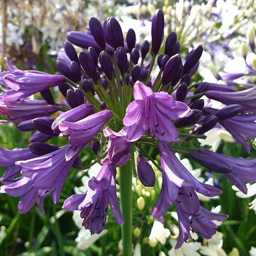 Agapanthus 'Poppin Purple' 4 Agapanthus 'Poppin Purple' - Image 2
