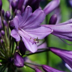 Agapanthus 'Poppin Purple' 11 Agapanthus 'Poppin Purple' -Garden Plants Sales 560829 2