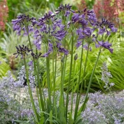 Agapanthus 'Poppin Purple' 12 Agapanthus 'Poppin Purple' -Garden Plants Sales 560829 3