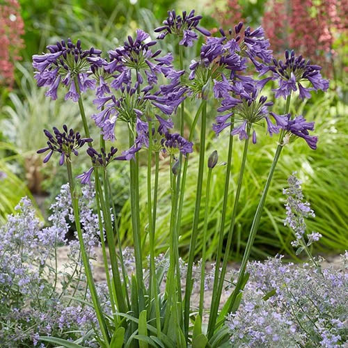 Agapanthus 'Poppin Purple' 6 Agapanthus 'Poppin Purple' - Image 4